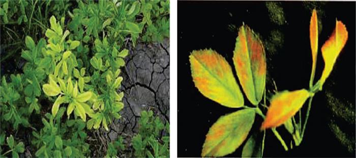 نشانه های كمبود بر